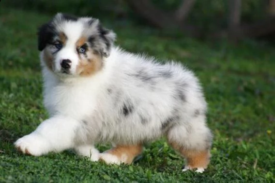 vendita cucciolo cuccioli pastore australiano