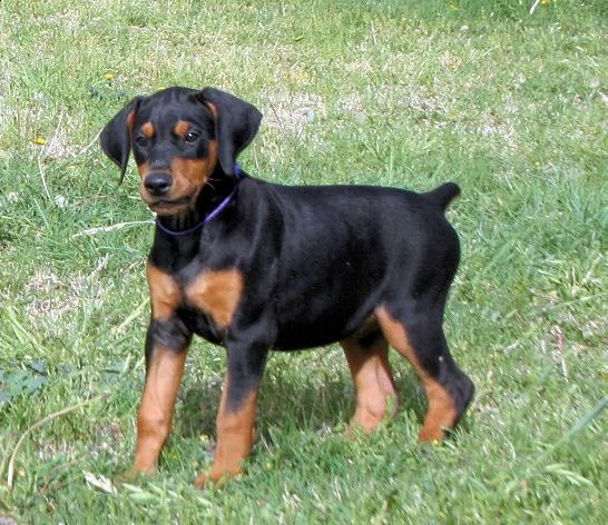 (vendita cucciolo dobermann cuccioli )