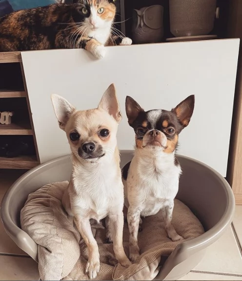 cuccioli chihahua maschio e femmine disponibili per l'adozione | Foto 0