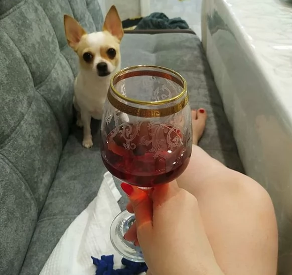 adorabile cucciolo chihuahua per regalo