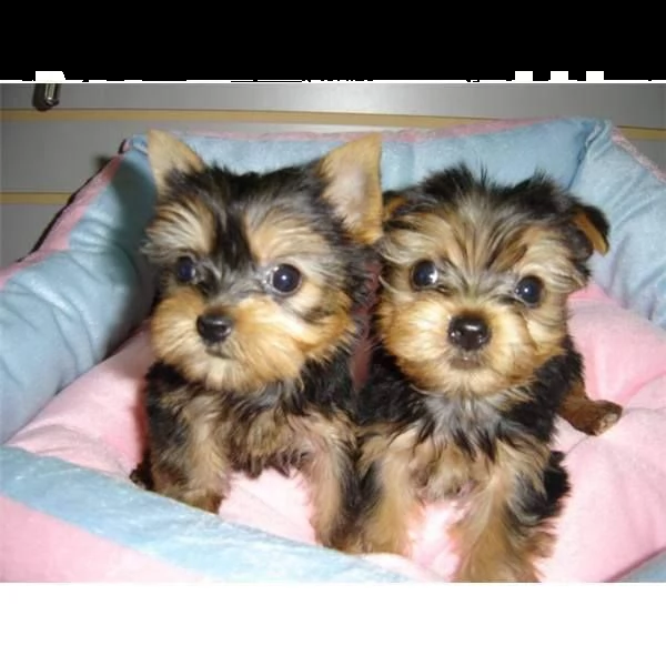 cucciolo di yorkshire in cerca di una nuova casa | Foto 0