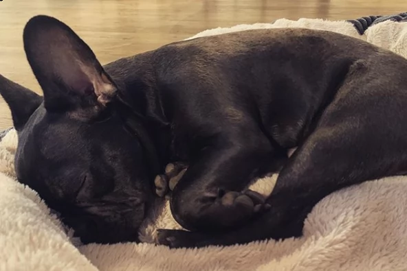 cucciolo bull dog addestrato a casa per regalo | Foto 0