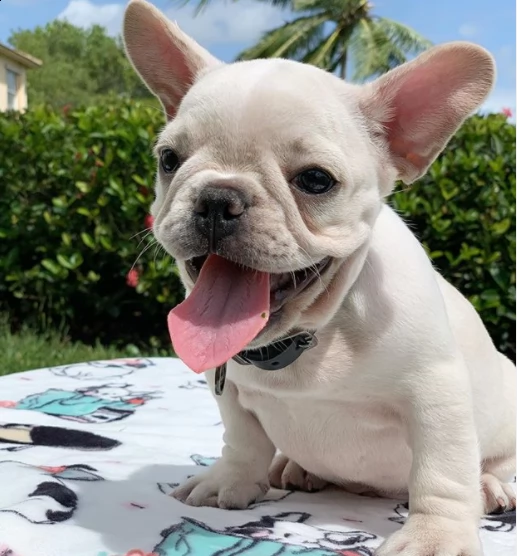regalo cuccioli bulldog in bianco e nero per l'adozione