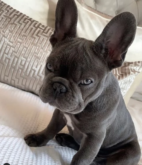 regalo cuccioli bulldog in bianco e nero per l'adozione | Foto 0