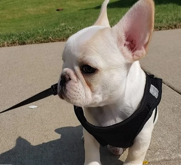 cucciolo bulldog addestrato a casa per regalo | Foto 0