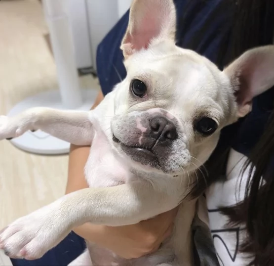 adorabile cucciolo bulldog per regalo | Foto 0