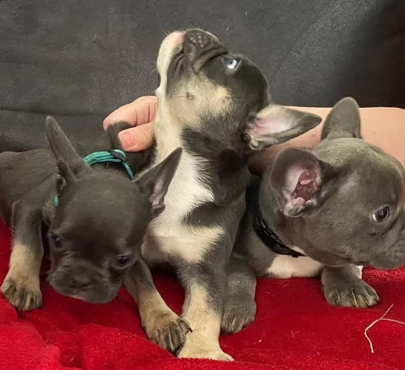 cuccioli bulldog maschic e femmine disponibili per l'adozione