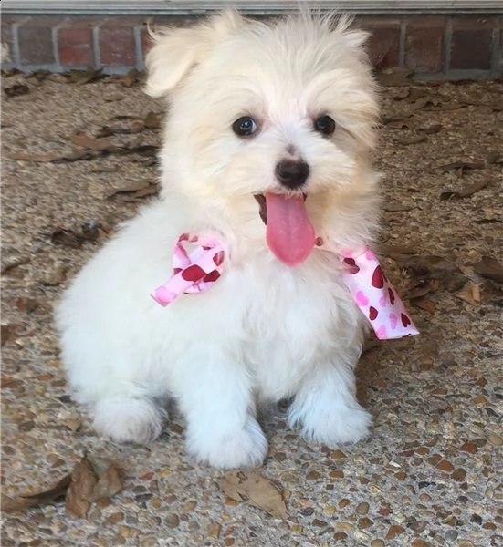 affascinante cucciolo maltese per regalo