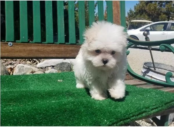 adorabile cucciolo maltese per regalo