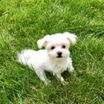 cuccioli maltesi maschi e femmine disponibili per l'adozione