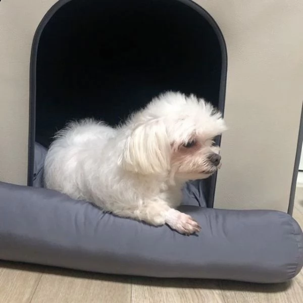 cuccioli maltesi regalo per adozione disponibile per buone case, i cuccioli sono ben addestrati e am | Foto 0