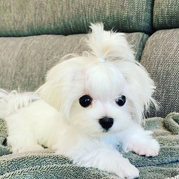 delicatamente e adorabili cuccioli di maltese femminucce e maschietti disponibil,,,