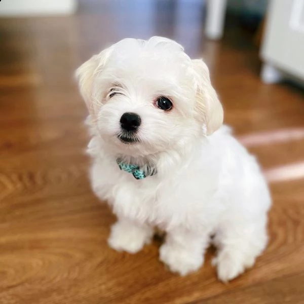 delicatamente e adorabili cuccioli di maltese femminucce e maschietti disponibil,,, | Foto 0