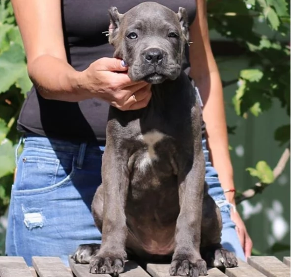 cuccioli cane corso maschi e femmine disponibili per l'adozione