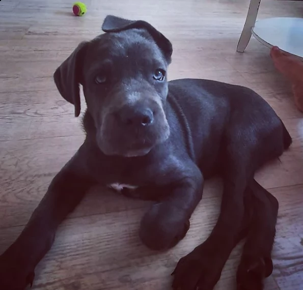 cuccioli cane corso maschi e femmine disponibili per l'adozione | Foto 0