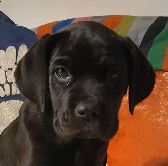 vendita cane corso cuccioli di altissima genealogia vaccinati
