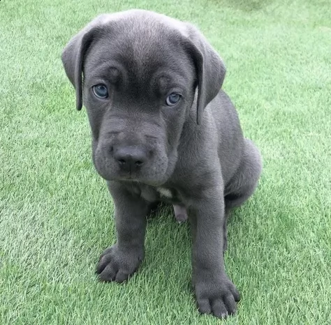 vendita cane corso cuccioli di altissima genealogia vaccinati | Foto 0