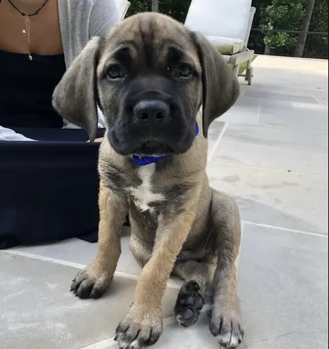 regalo cane corso cuccioli con pedigree | Foto 0