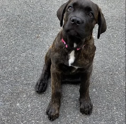 regalo cane corso cuccioli con pedigree