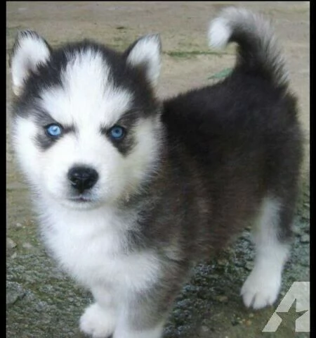 bellissimi cuccioli husky