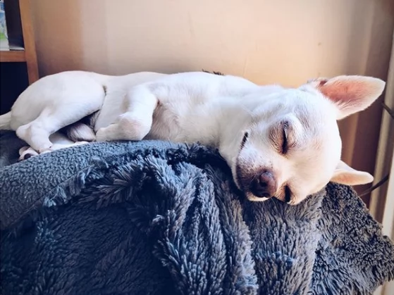 cuccioli chihuahua maschio e femmine disponibili per l'adozione | Foto 0