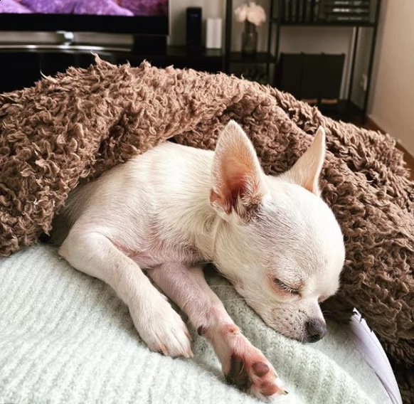 vendita chihuahua cuccioli di altissima genealogia vaccinati