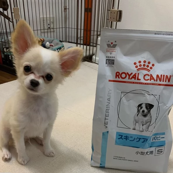 cucciolo di chihuahua di razza per regalo | Foto 0