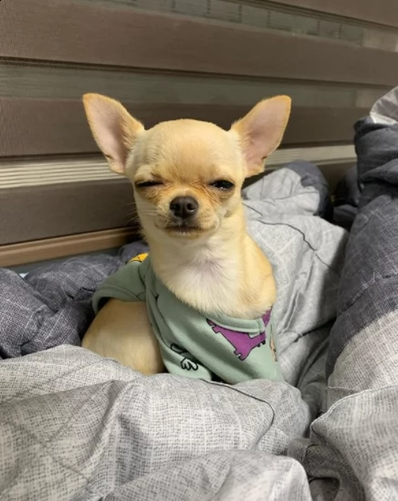 adorabile cucciolo chihuahua per regalo