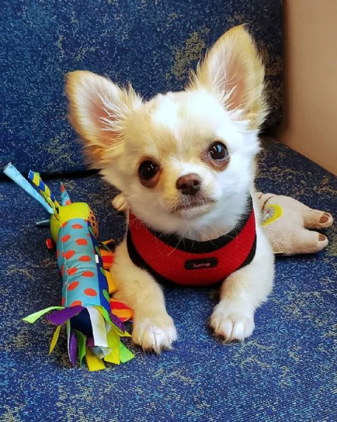 simpatici cuccioli di chihuahua disponibili.