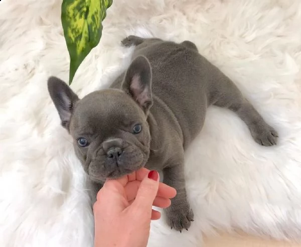 due cuccioli di bouledogue francese (colore blu)
