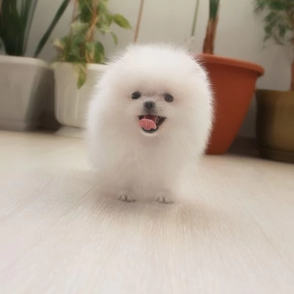 dolci cuccioli di pomerania | Foto 2