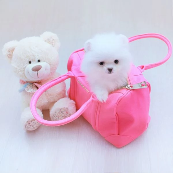 dolci cuccioli di pomerania | Foto 1