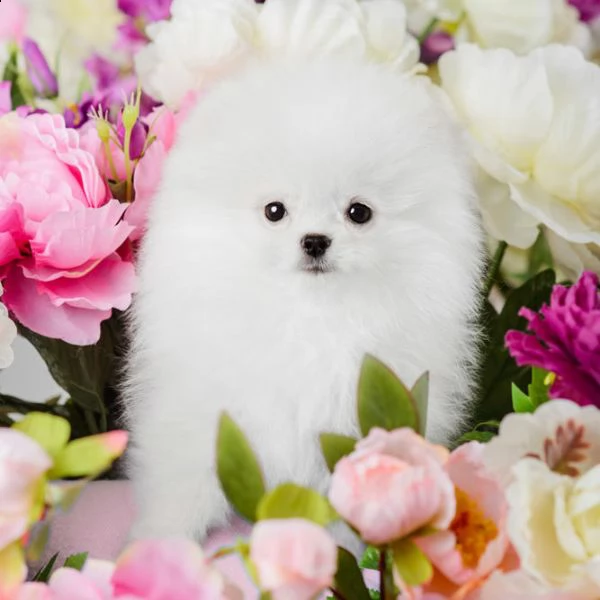 dolci cuccioli di pomerania | Foto 0