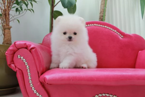 dolci cuccioli di pomerania