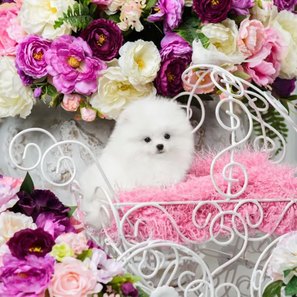 bellissimi cuccioli di pomerania disponibili