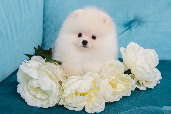 bellissimi cuccioli di pomerania disponibili | Foto 2