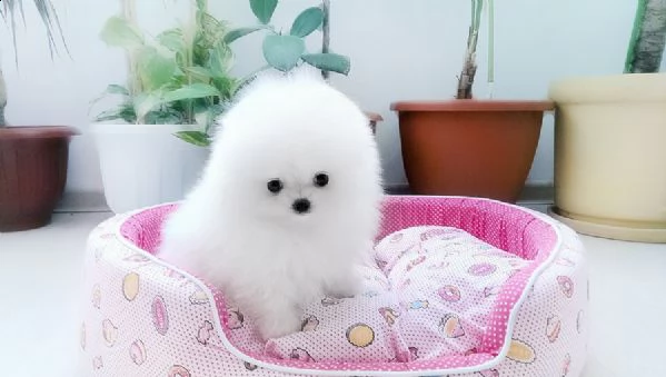 bellissimi cuccioli di pomerania disponibili | Foto 1