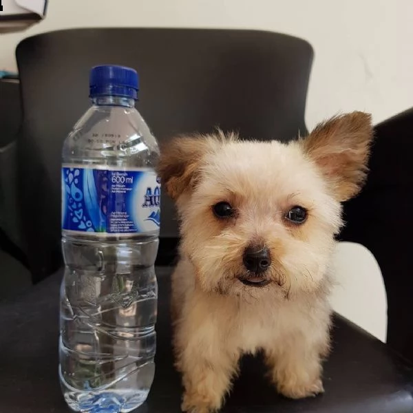 simpatico cucciolo di yorkshire in adozione