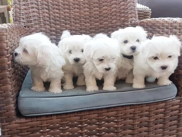 due cuccioli maltesi della tazza da tè hanno bisogno di una nuova famiglia