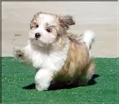 cucciolo di havanese tenerissimi intrigantissimi e buonissimi di 70 giorni sia maschi che femmina ot