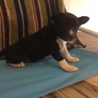 affettuosi cuccioli basenji favolosissimi 