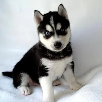 affettuosi cuccioli siberian husky.. favolosissimi tenerissimi di 12 mesi e mezzo maschi e femmine o