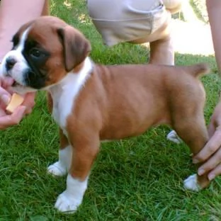boxer cuccioli slezionati