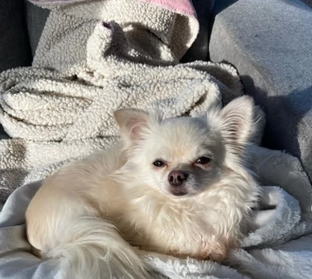  cuccioli chihuahua maschi e femmine disponibili per l'adozione