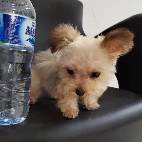  bellissimi cuccioli di yorkshire per regalo