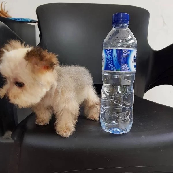  bellissimi cuccioli di yorkshire per regalo | Foto 0