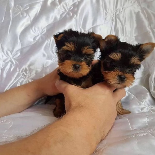 cucciolo di yorkshire in cerca di una nuova casa