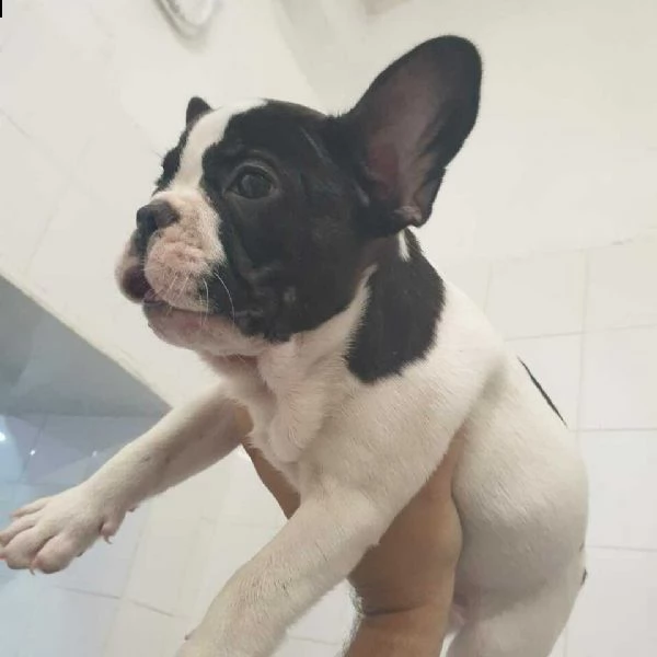 bellissimo bulldog