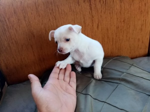 bellissimo cucciolo di chihuahua maschio