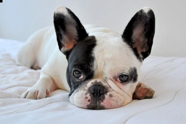 cucciolata sbalorditiva di bulldog francesi registrati kc